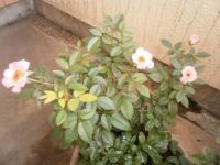 �o���Q